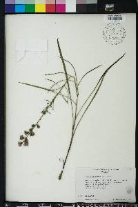 Liatris graminifolia image