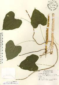 Dioscorea floridana image