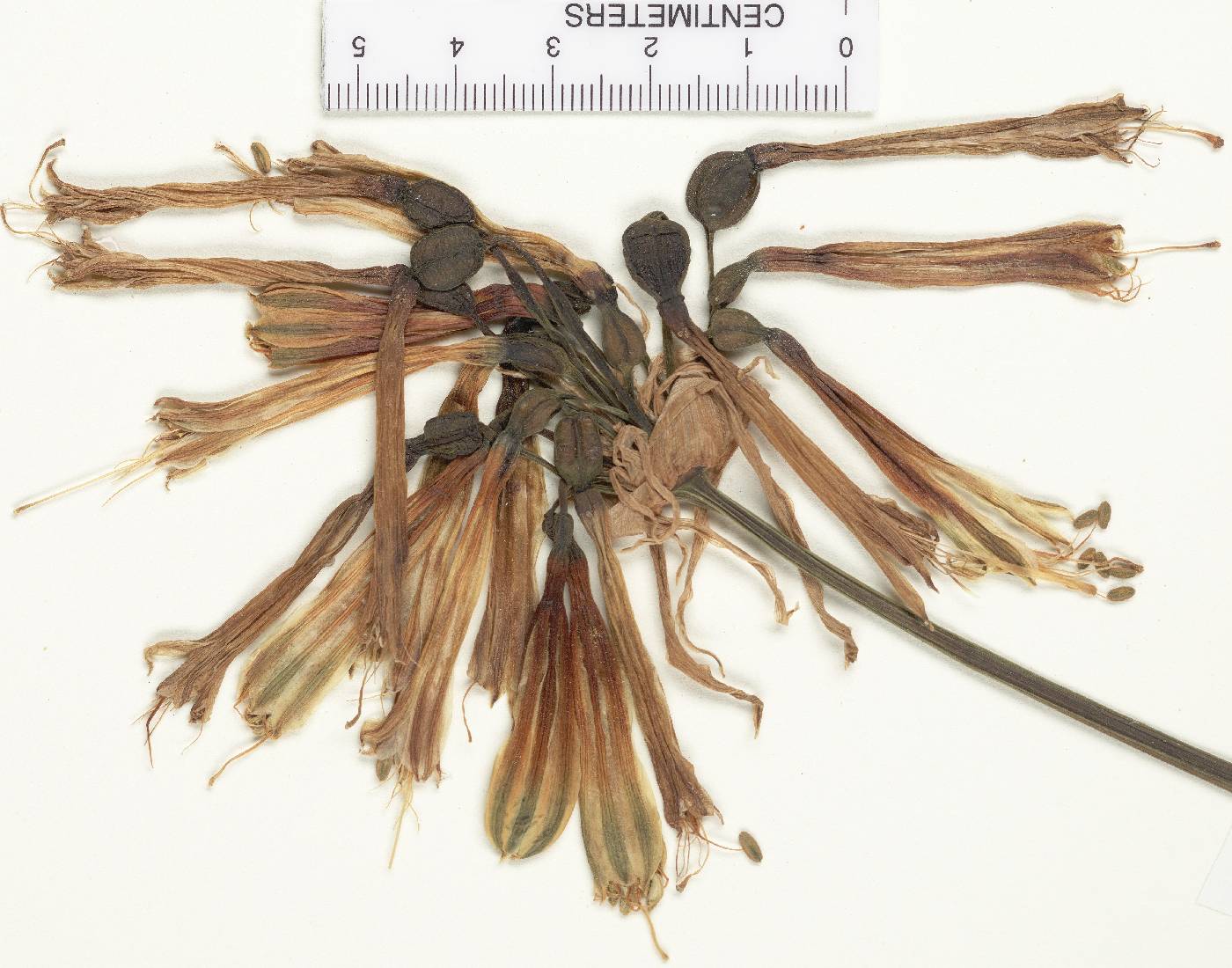 Phaedranassa glauciflora image