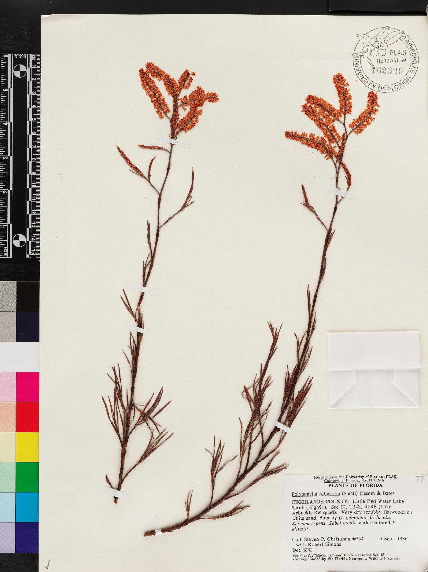 Polygonella robusta image