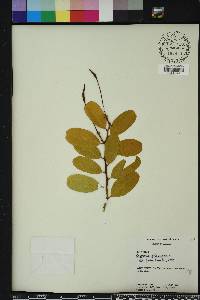 Cynophalla flexuosa image