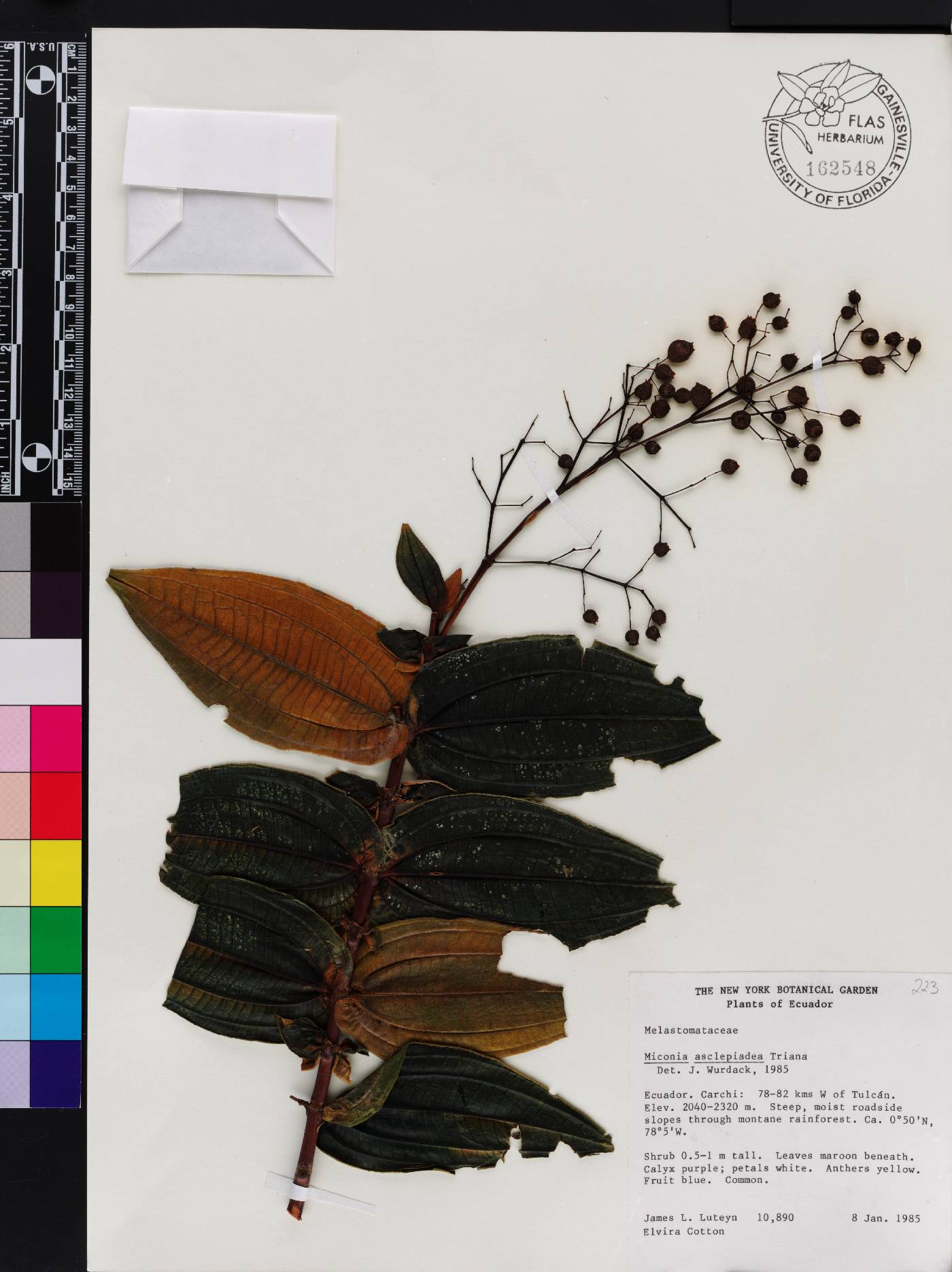 Miconia asclepiadea image