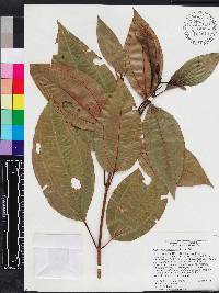Miconia balbisiana image