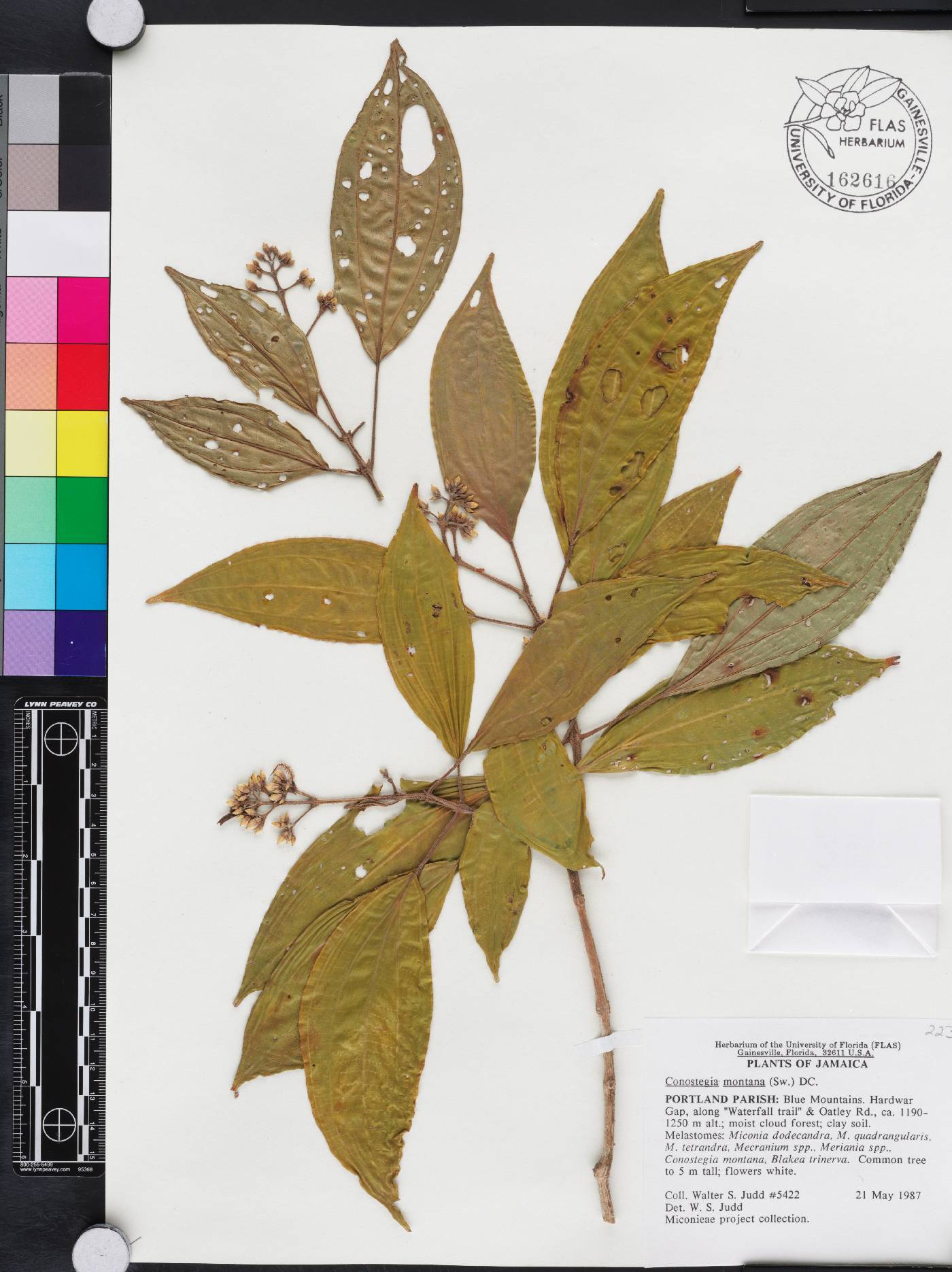 Miconia cooperi image