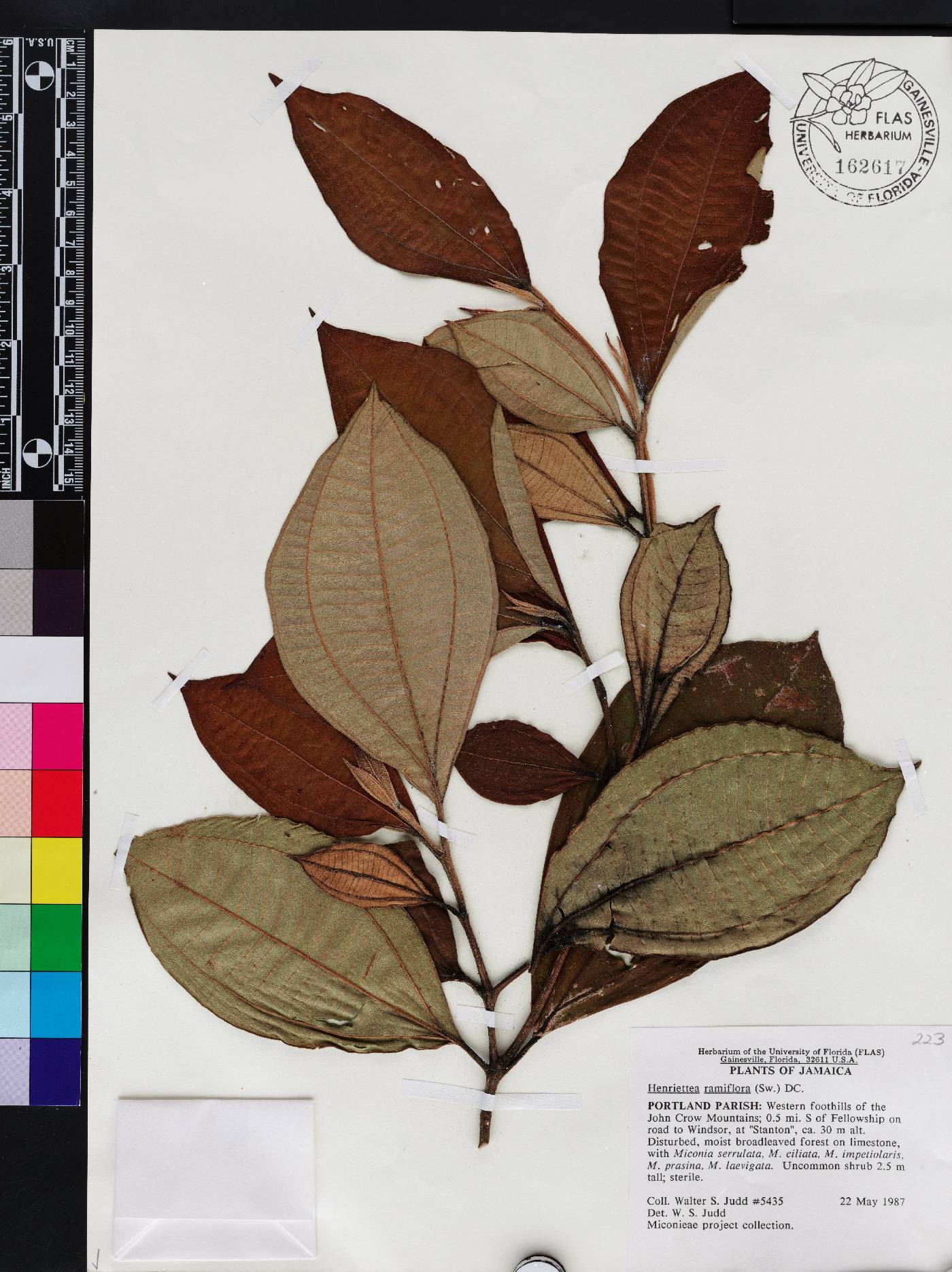 Henriettea ramiflora image