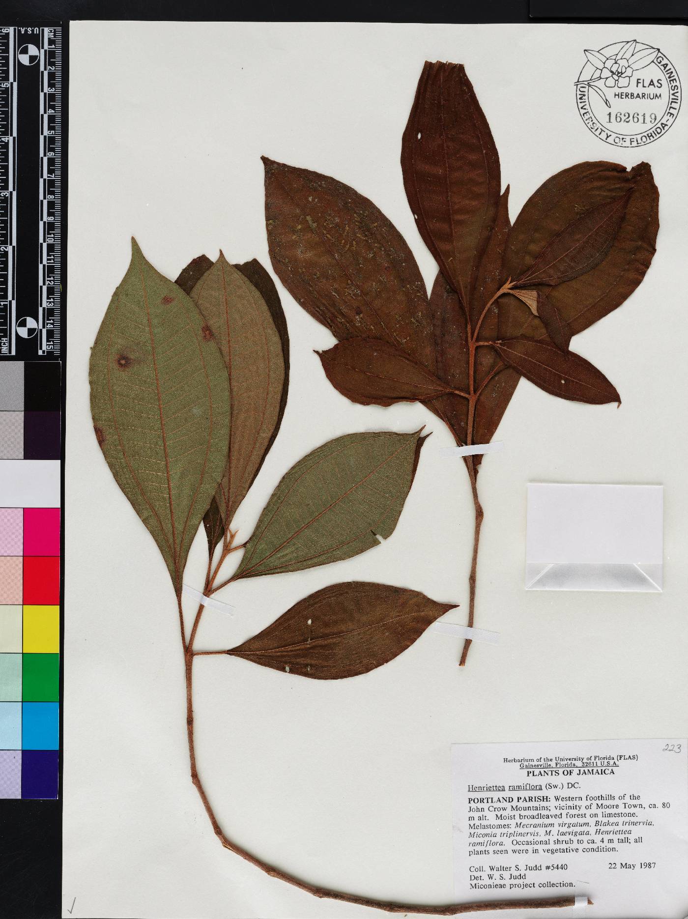 Henriettea ramiflora image
