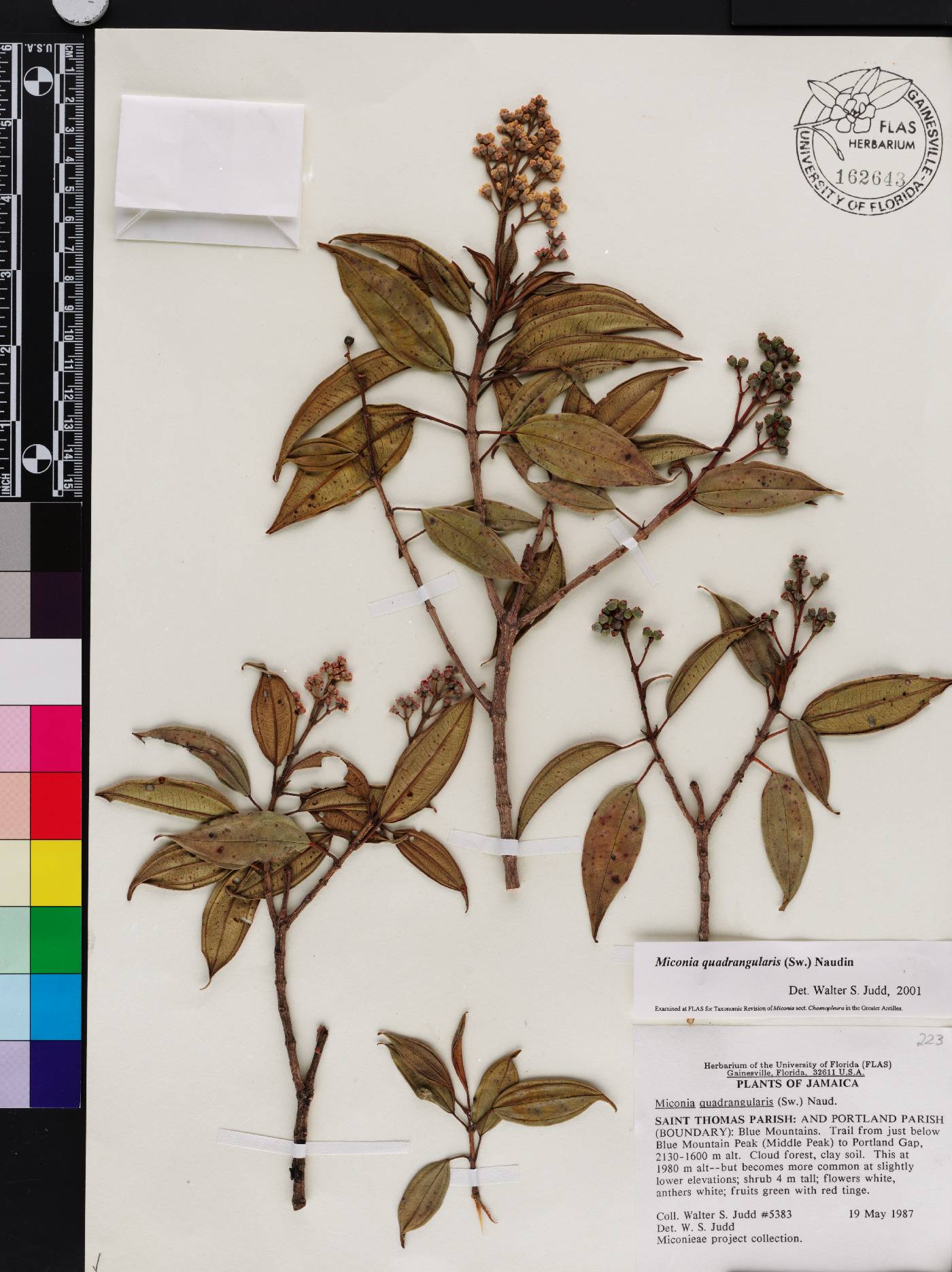Acinodendron quadrangulare image