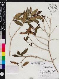 Miconia vulcanidomatia image