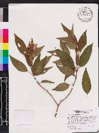 Miconia cooperi image