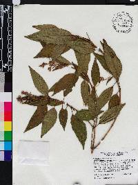 Miconia cooperi image