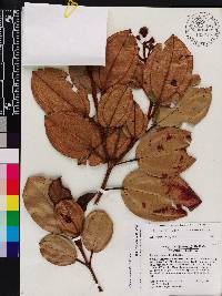 Acinodendron rigidum image