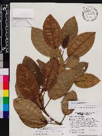 Acinodendron rigidum image