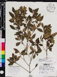 Miconia vulcanidomatia image