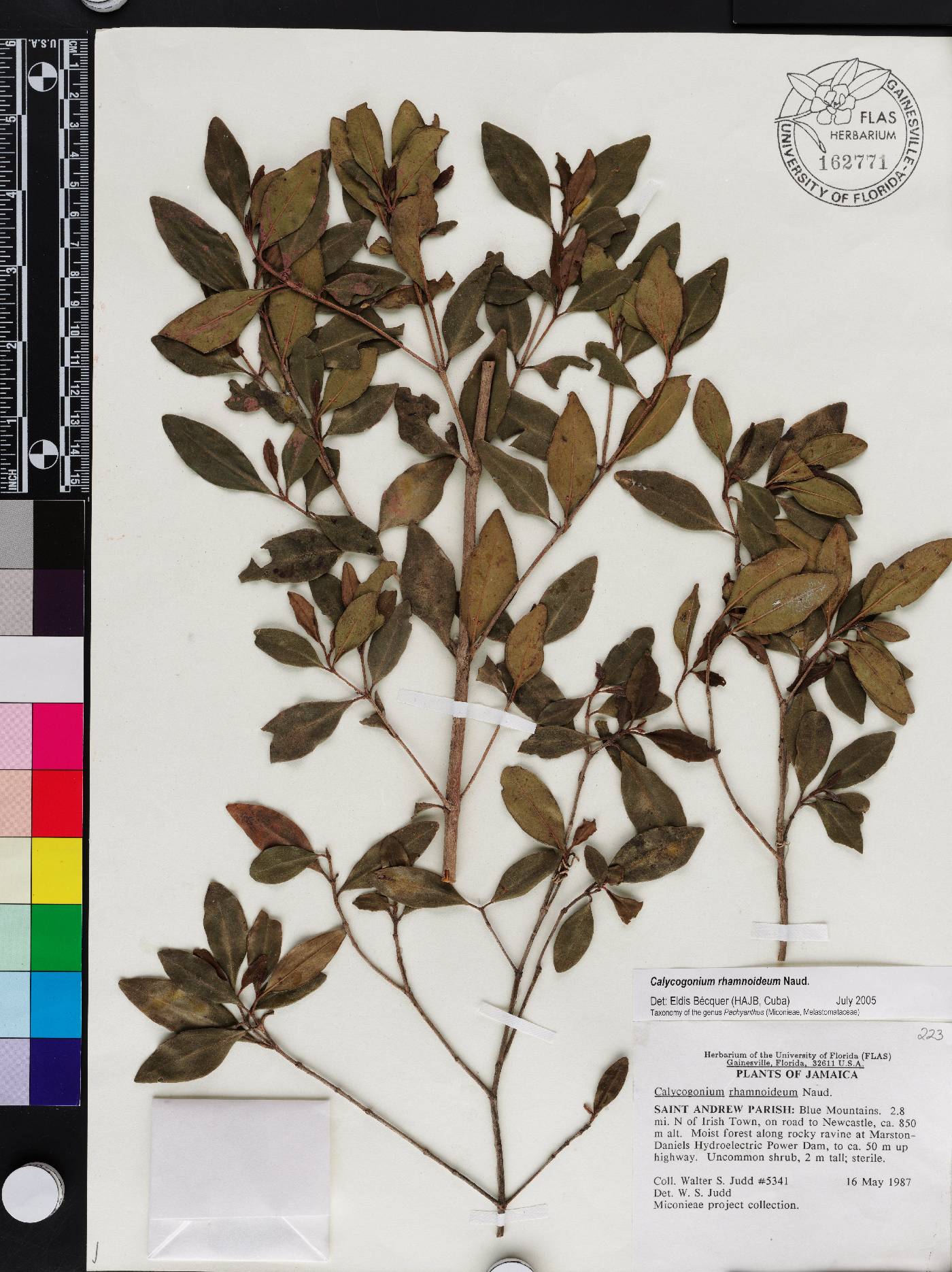Miconia vulcanidomatia image