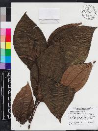Miconia balbisiana image