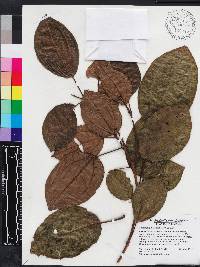 Miconia balbisiana image