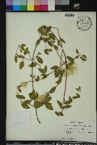 Clematis reticulata image