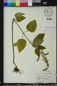 Scutellaria ovata image