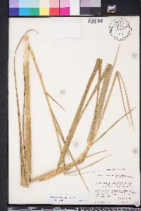 Phragmites karka image