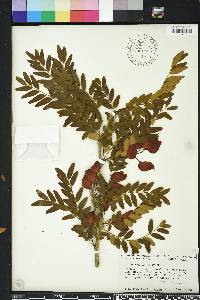 Gleditsia aquatica image