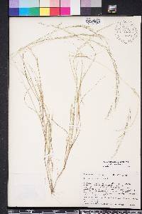 Aristida longespica image