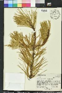 Pinus rigida image