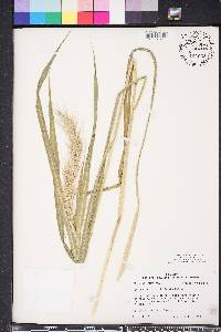 Echinochloa walteri image