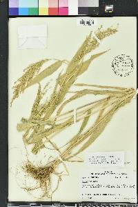 Urochloa ramosa image