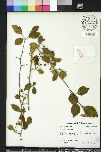 Crataegus viridis image