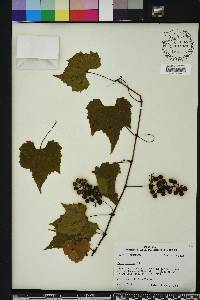 Vitis palmata image