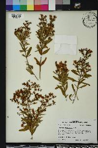 Hypericum densiflorum image