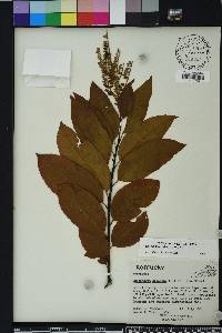 Oxydendrum arboreum image