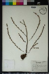 Epifagus virginiana image