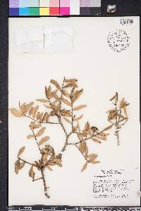Quercus geminata image
