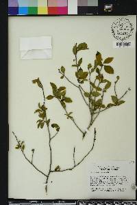 Ilex ambigua image