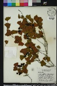 Vitis rotundifolia image