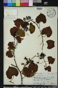 Vitis rotundifolia image