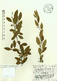 Sideroxylon thornei image