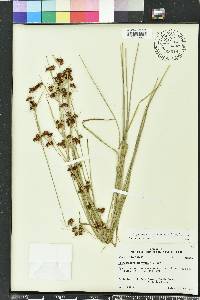 Rhynchospora globularis image