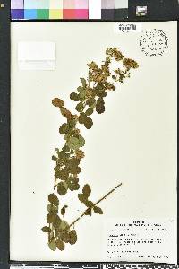 Lespedeza hirta image