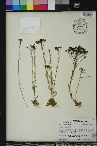 Polygala ramosa image