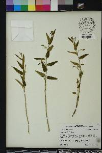 Tragia urticifolia image