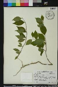 Ilex ambigua image