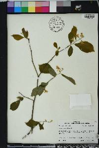 Styrax grandifolius image