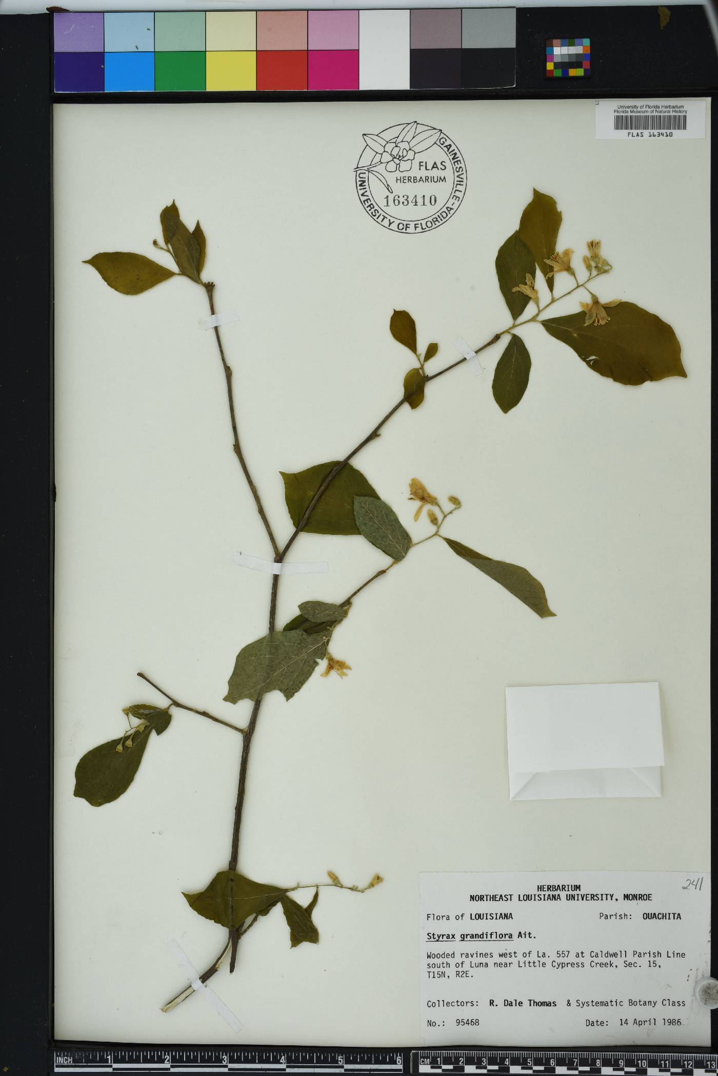 Styrax grandifolius image