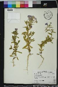 Phlox drummondii image