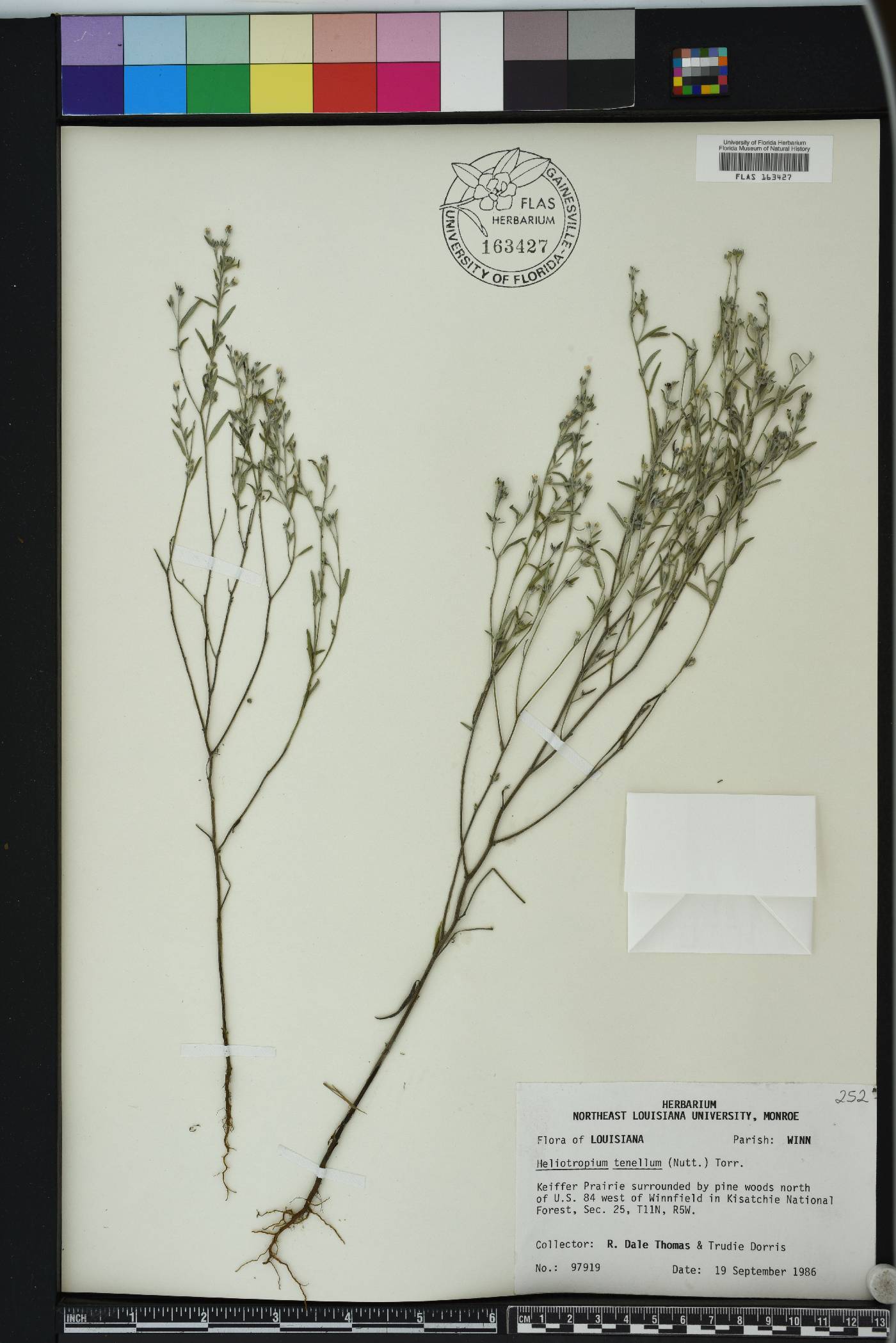 Euploca tenella image
