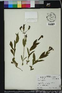 Verbena rigida image