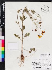 Coreopsis pubescens image