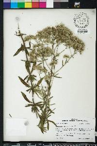 Eupatorium semiserratum image